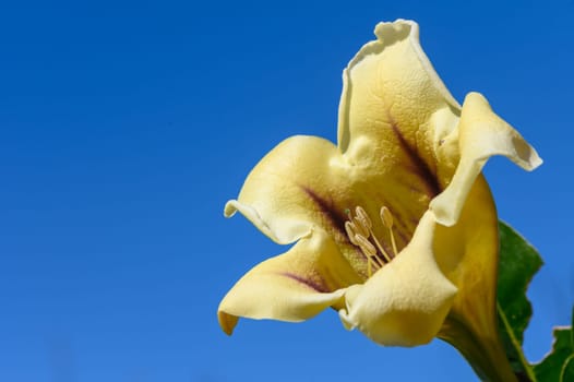 yellow tropical flowers bloom on the street in cyprus