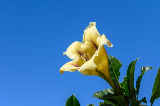 yellow tropical flowers bloom on the street in cyprus 1