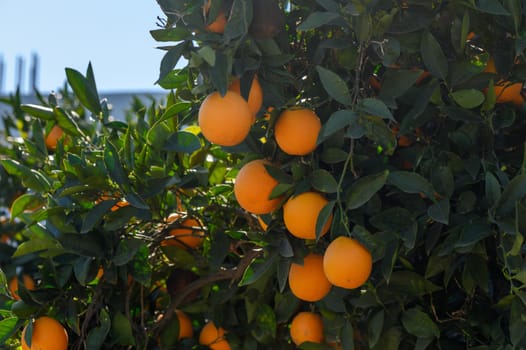 oranges in the garden in winter in Cyprus
