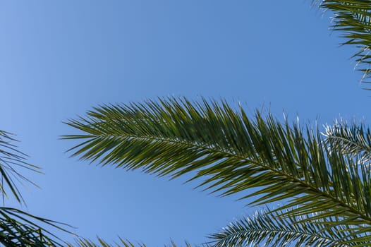 date palm leaves in winter in Cyprus