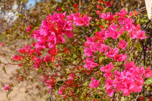 red bougainvillea flowers in cyprus