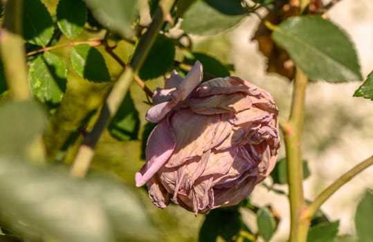 dried rose on the street in winter in Cyprus