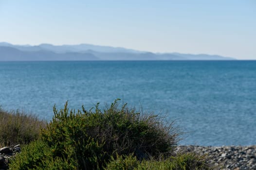 bush of grass on the seashore with a view of the mountains in winter in Cyprus 1