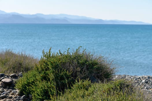 bush of grass on the seashore with a view of the mountains in winter in Cyprus