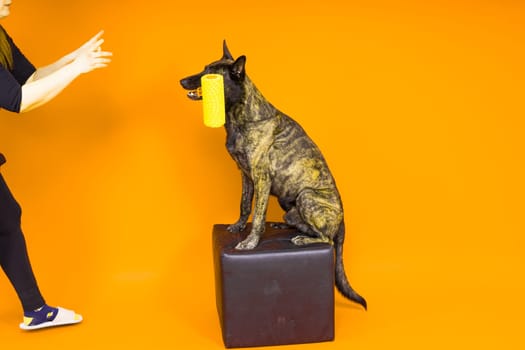 Dog dutch shepherd playing with paint roller in a red room. Renovation concept