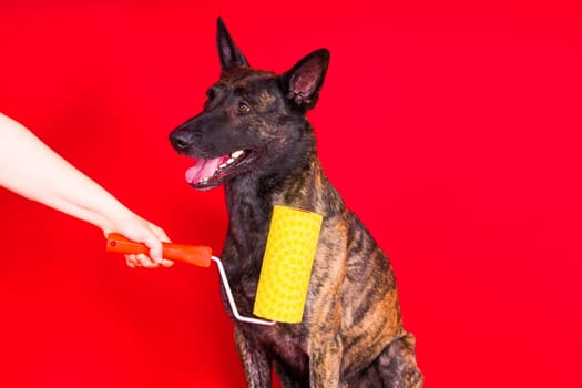 Dog dutch shepherd playing with paint roller in a red room. Renovation concept