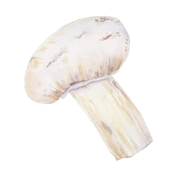 Campignon. Watercolor hand drawn illustration. Clip art, sketch of fungi for cafe, restaurant menu, cooking book, lable, packing of fresh goods, vegan products, vegetable shops, mushroom farms.