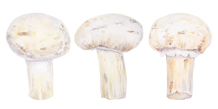 Campignon. Watercolor hand drawn illustration. Clip art, sketch of fungi for cafe, restaurant menu, cooking book, lable, packing of fresh goods, vegan products, vegetable shops, mushroom farms.