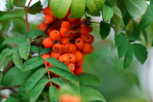 Rowan branch with a bunch of red ripe berries. Sorbus aucuparia tree close up