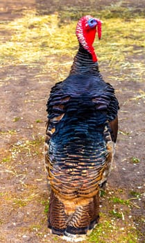 Turkey bird with red and blue head in the zoo in Keukenhof Lisse South Holland Netherlands Holland in Europe.