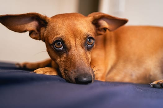 Brown little dog enjoys the sunlight.