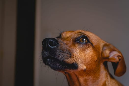 Brown little dog enjoys the sunlight.