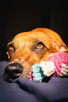 Little brown dog enjoys the sun with her toy