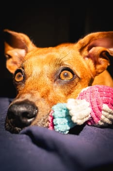 Little brown dog enjoys the sun with her toy