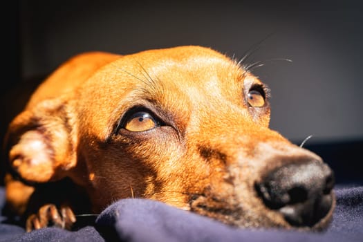 Brown little dog enjoys the sunlight.