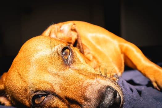 Brown little dog enjoys the sunlight.