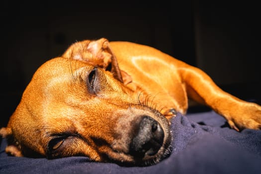 Brown little dog enjoys the sunlight.