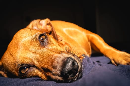 Brown little dog enjoys the sunlight.