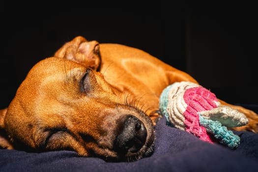 Little brown dog enjoys the sun with her toy