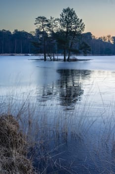 Trees on the islands in the dutch forest, Oisterwijk, The Netherlands.