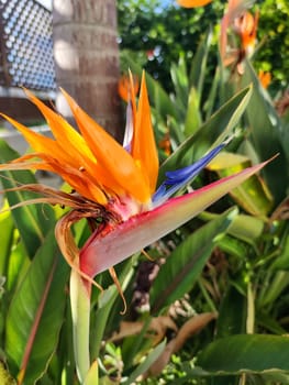 Strelitzia reginas flower close-up in sunlight