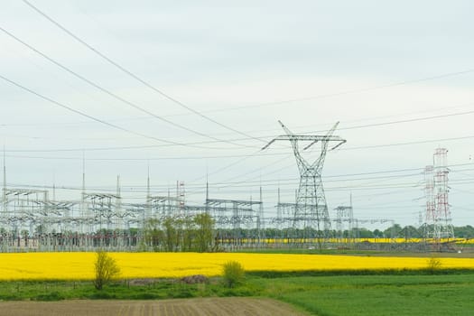 A field of vibrant yellow flowers stretches towards the horizon, with power lines visible in the background against the sky.