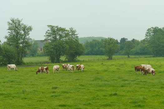 A group of cows rest and graze on the green grass of a rural farm.