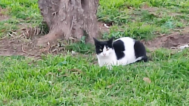 black and white cat sits in green grass near a tree, nature, pets. High quality photo