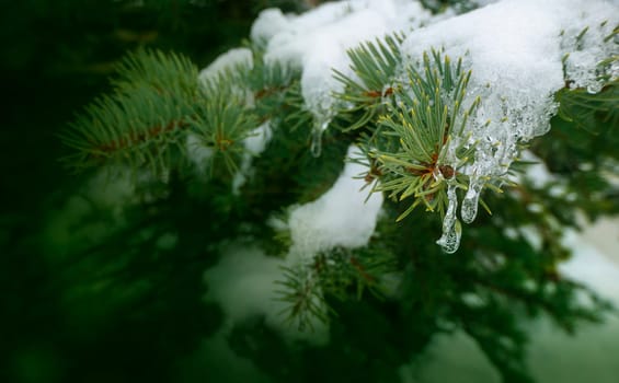 snow and frozen drops of water on the needles of spruce branches. The concept of spring, thaw, New Year mood. green postcard with a macro view of nature