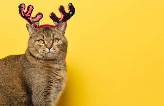 An adult gray cat sits on a yellow background, with a circlet of deer antlers on its head. Christmas background, copy space