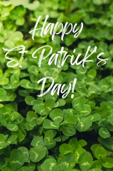 Greeting card text HAPPY ST PATRICKS DAY on Greenish cleaver natural background. Small green Clover leaves pattern background shamrock wallpaper. Vacation and holiday clovers