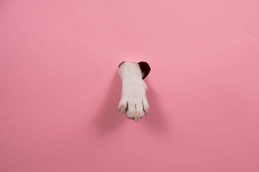 A dog's paw sticks out of a pink cardboard background. A hole in the shape of a heart
