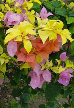 Bougenville flowers also called paper flowers because the texture of the flower is very thin, almost like paper. Three colors of bougenville flower