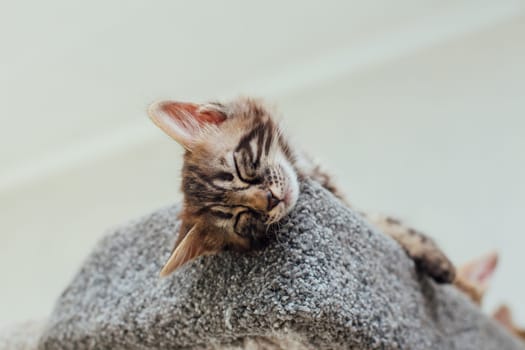 Young cute bengal kitten laying on a soft cat's shelf of a cat's house indoors. Top view.