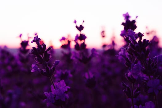 Lavender flower field closeup, fresh purple aromatic flowers for natural background. Violet lavender field in Provence, France.