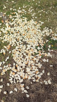 bread crumbs scattered on the grass, bird food. High quality photo