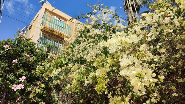 white flowers green bush bougainvillea, plant near a residential building. High quality photo
