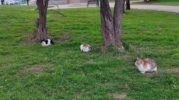 three cats sit on green grass in a park near the trees. High quality photo