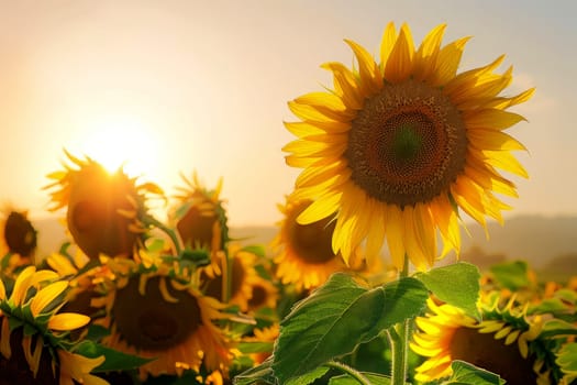 Blooming sunflowers flowers field in the garden with sunset background .Generative AI.