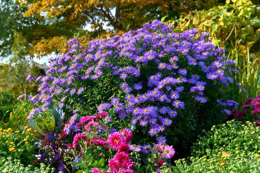 a plant of the daisy family that has bright rayed flowers, typically of purple or pink