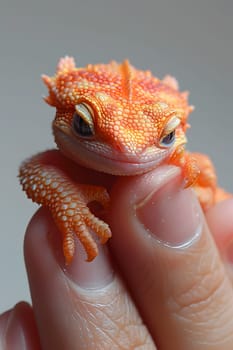 A person holds a small orange lizard in their hand, showcasing a scaled reptile up close. The tiny terrestrial animal rests comfortably between their fingers, resembling a toy in macro photography