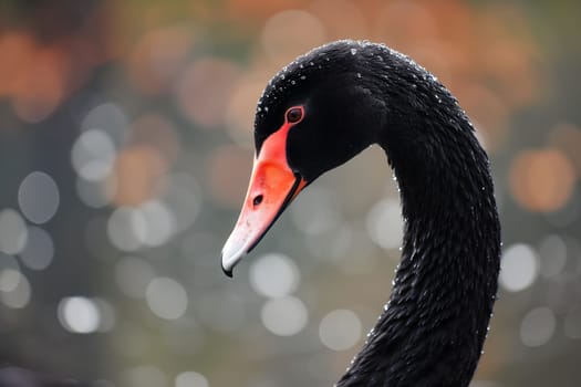 Black swan on water surface, close up. Neural network generated image. Not based on any actual scene or pattern.