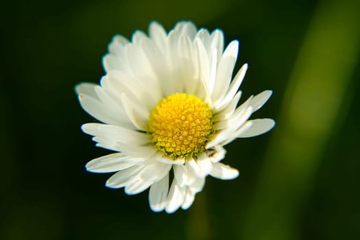 Absolute Beautiful Daisy flower blooming in the park during sunlight of summer day, good for room decor or multimedia background