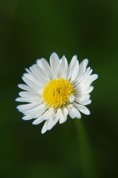 Absolute Beautiful Daisy flower blooming in the park during sunlight of summer day, good for room decor or multimedia background