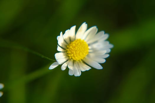 Absolute Beautiful Daisy flower blooming in the park during sunlight of summer day, good for room decor or multimedia background