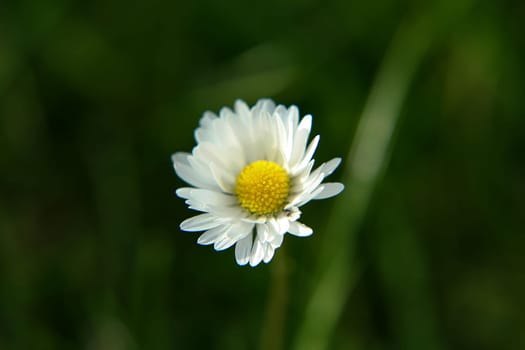 Absolute Beautiful Daisy flower blooming in the park during sunlight of summer day, good for room decor or multimedia background