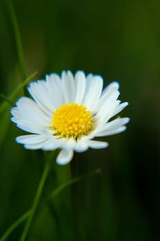 Absolute Beautiful Daisy flower blooming in the park during sunlight of summer day, good for room decor or multimedia background