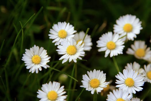 Absolute Beautiful Daisy flower blooming in the park during sunlight of summer day, good for room decor or multimedia background