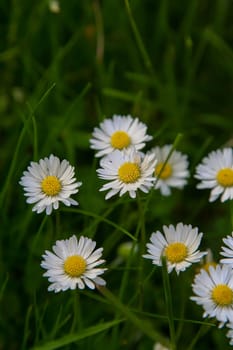 Absolute Beautiful Daisy flower blooming in the park during sunlight of summer day, good for room decor or multimedia background