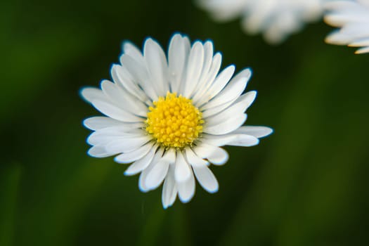 Absolute Beautiful Daisy flower blooming in the park during sunlight of summer day, good for room decor or multimedia background